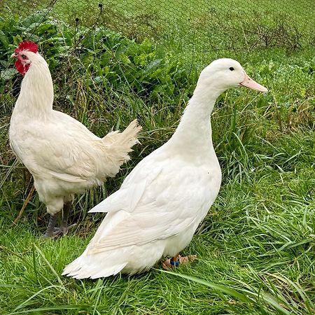 Ferme Gite Le Coeur Des Petits Chenes Saint-Pierre-de-Côle Exterior foto